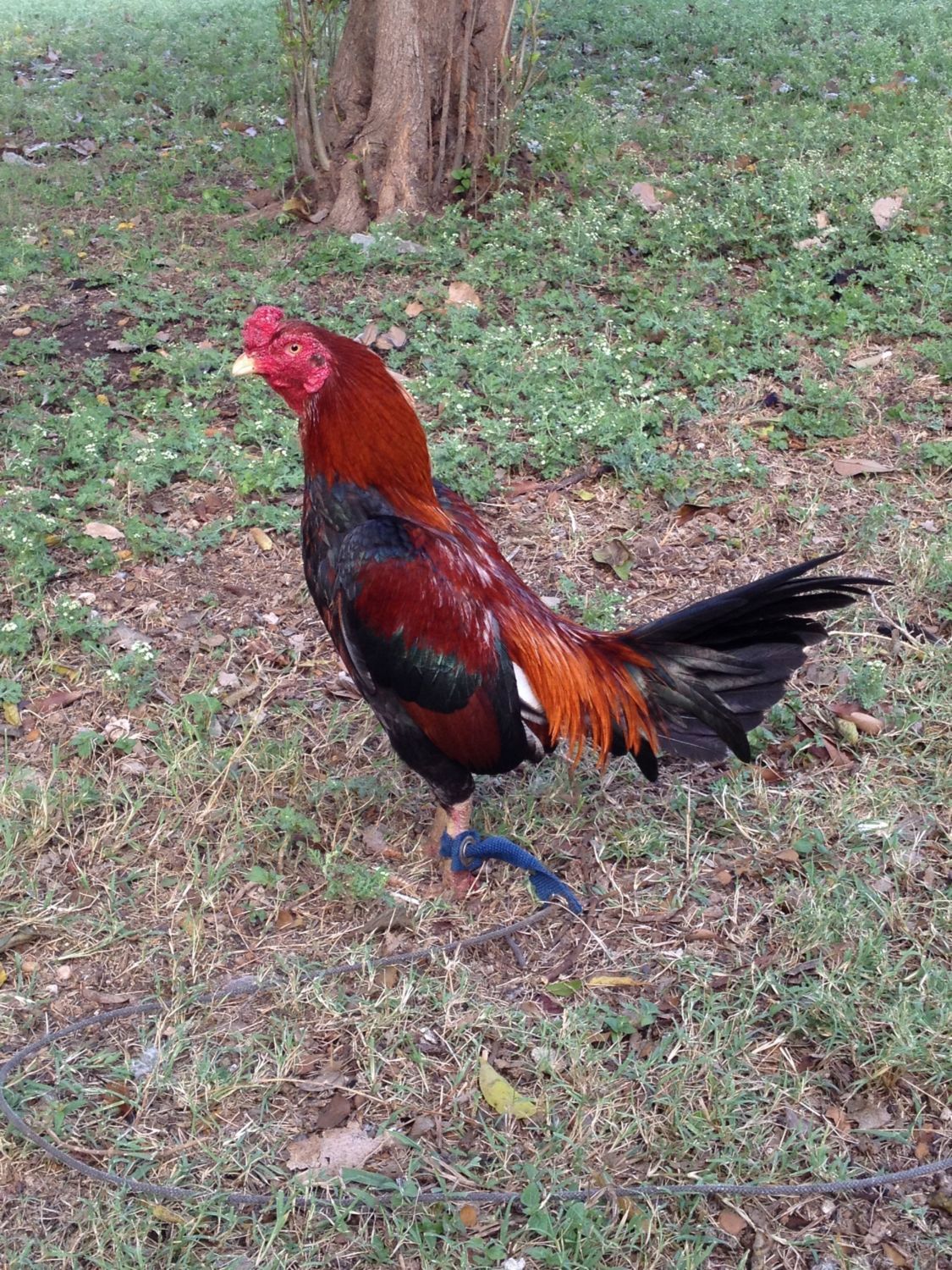 200.  Asils are cool . I read somewhere that Asil are the only breed of chickens that are immune to All known fowl diseases